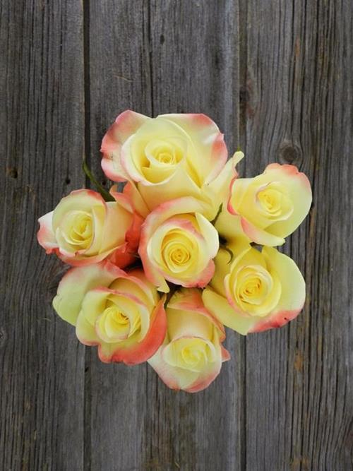 Wholesale Florida Yellow Roses Delivered Online FlowerFarm